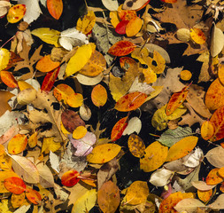 Fall Leaves Background - floating in water