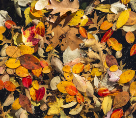 Fall Leaves Background