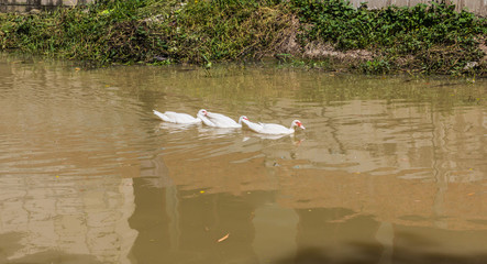 Group of ducks swimming in the pond.
