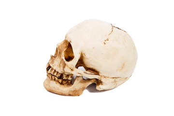 Old human skull  isolated on white background.