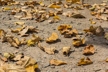 closeup autumn dry leaves