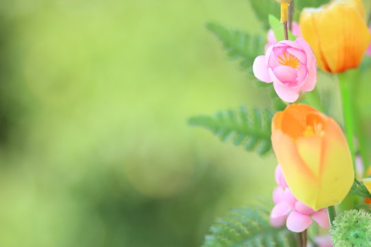 Fototapeta flower on soft pastel color, for color background