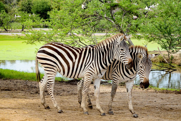 Fototapeta na wymiar Couple of zebra.