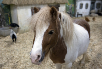 Obraz premium Животное карликовая лошадка