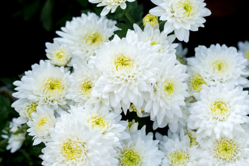 Aster white flower in the garden.