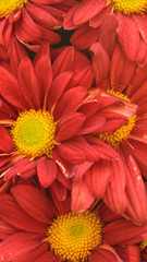 Red Chrysanthemum Flower as background texture (Chrysanthemum mo