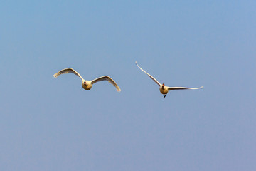 Pair of Mute Swans flying