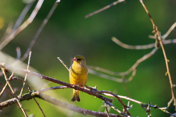 Greenfich on a branch
