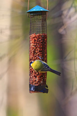 Great Tit on a bird feeder