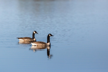 Canada Goose swimming
