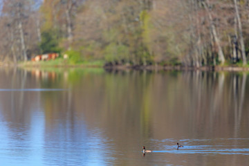 Great crested grebe swim in a lake