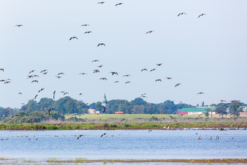 Flock of geese flying over the lake with a church in the background