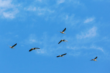 Flock of greylag geese flying in the sky