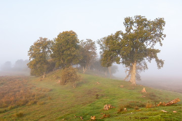 Ridge with trees and fog in the landscape