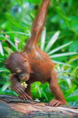 Wild Borneo Orangutan