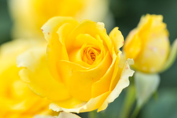 Yellow rose flower close up.