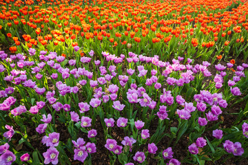 Blooming tulip plants in a large field.