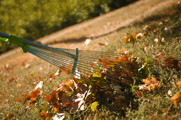 Fallen leaves and rake on green grass at the park