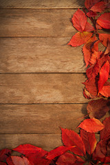 Obraz premium Border of red autumn leaves, on wooden background