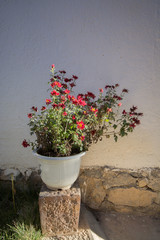 Red chrysanthemum flowers in a flowerpot with shadow and nature