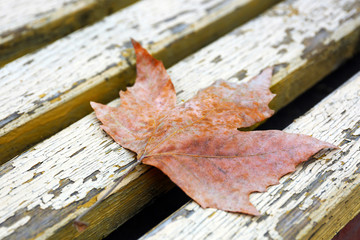 A dry autumn leaf on old wooden bench, close-up