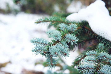 Covered with snow branch of fir-tree