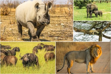 African wildlife landscape