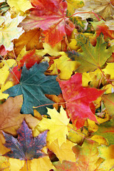 Autumn maple leaves