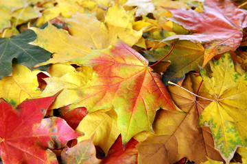 Autumn maple leaves
