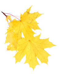 Branch with autumn maple leaves, isolated on white