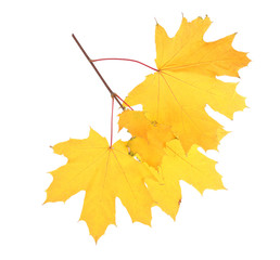 Branch with autumn maple leaves, isolated on white