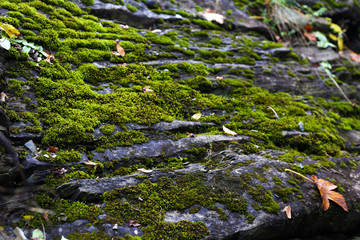 Moss on stones