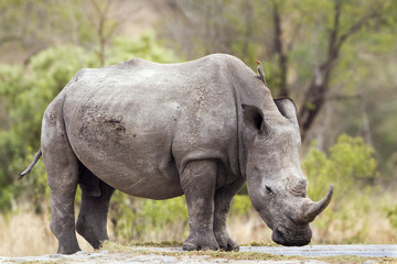 Rhinocéros blanc du sud dans le parc national Kruger