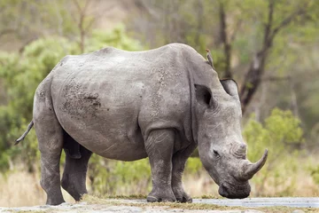 Abwaschbare Fototapete Nashorn Southern white rhinoceros in Kruger National park