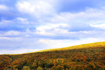 Fototapeta premium Landscape of autumn forest and sky