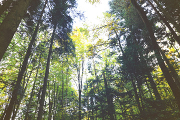 High trees in the forest