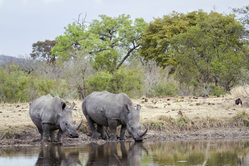 Southern white rhinoceros in Kruger National park