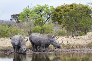 Fototapeta premium Southern white rhinoceros in Kruger National park