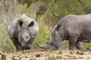 Obraz premium Southern white rhinoceros in Kruger National park