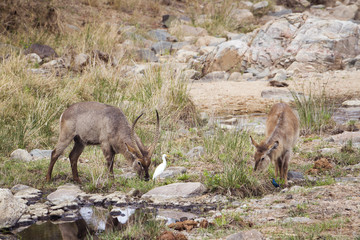 Waterbuck in Kruger National park