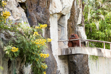one Orang utan