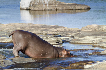 Hippopotamus in Kruger National park