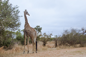 Giraffe in Kruger National park
