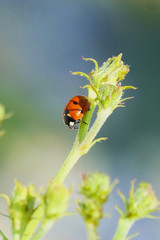 Ladybug on a wild flower in the steppe.