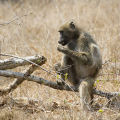 Chacma baboon in Kruger National park