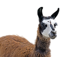 Beautiful lama portrait