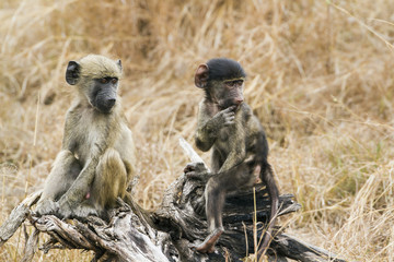 Chacma baboon in Kruger National park