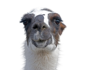 Beautiful lama portrait © AVD