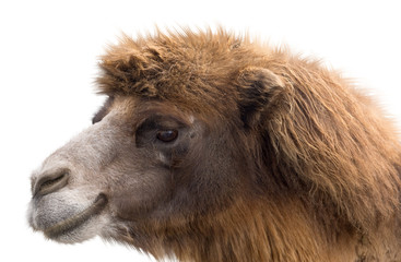 Obraz premium Portrait of Camel