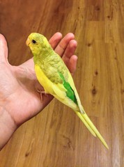 budgerigar, parakeet sitting on an open hand